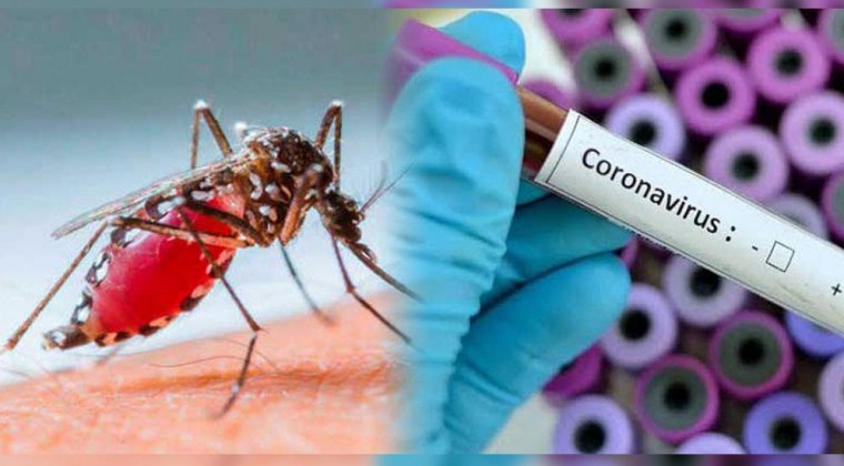 Las personas que hayan tenido dengue podrían ser indemnes al coronavirus, según estudios preliminares